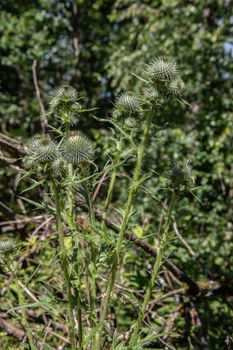 Globe thistles with buds and spiky leaves