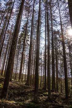 Sun shines through clear tree trunks on the slope