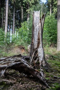 Tree stump felled and destroyed by storm and lightning