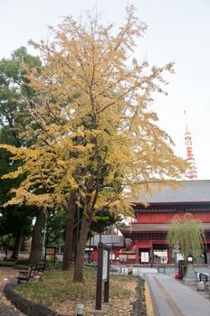 TOKYO, JAPAN - DECEMBER 1, 2018: Zojo-ji Buddhist temple. This is a famous temple which has the oldest wooden main gate in Tokyo built from 1622. There is Tokyo Tower near the temple. There are beautiful yellow leaves trees park in front of the temple.