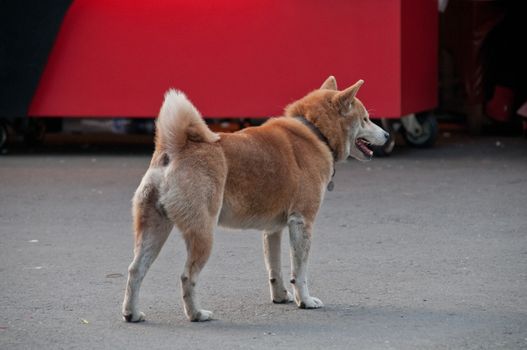 Shiba inu Taiwanese dog standing