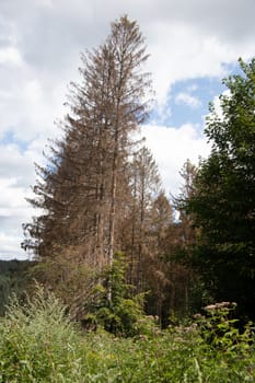 Sections of forest affected by forest die-off with conifers