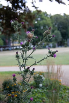 Thistle flowers with bees and butterflies as visitors