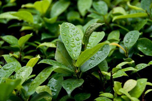 Green plant leaves after raining