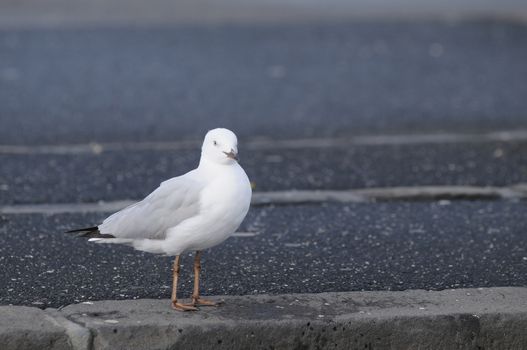 White seagull stand