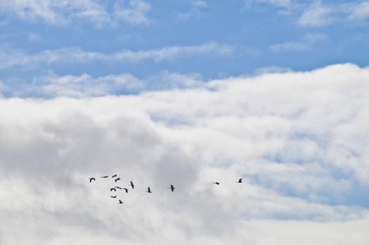 Flock of black birds flying in blue big sky