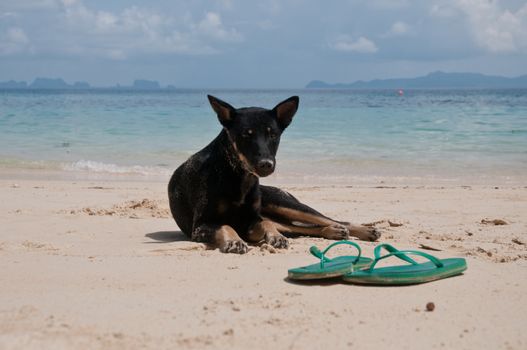 Black dog with green slipper on Phuket beach