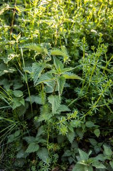 Nettles grow wild in the meadow