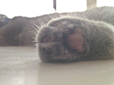 Brown cat paw foot