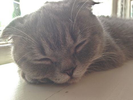 Sleepy grey cat on a table