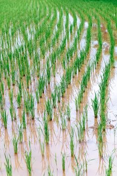 green Rice field at Nan Province,Thailand