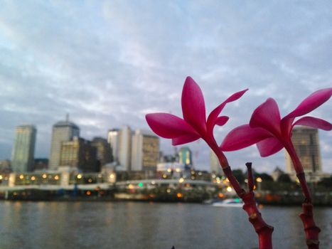 Pink plumeria flower and Brisbane city scape in Evening