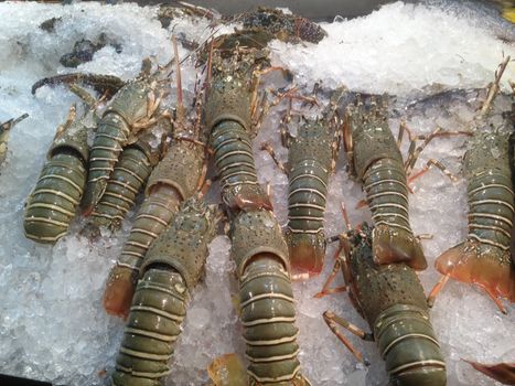 Giant green grey lobsters on ice bed