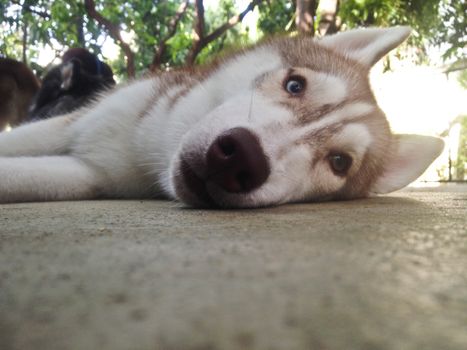 Brown husky curiously lay down and look