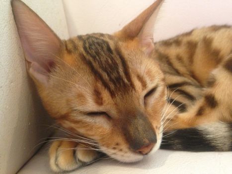 Leopard orange kitten sleep