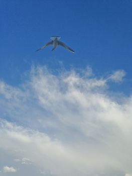 White seagull flying above blue cloudy sky