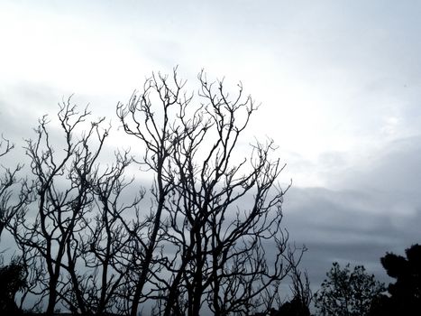 Dried winter tree branch silhouette