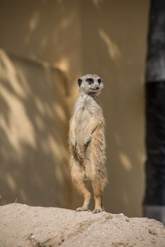 Meerkat playing in the sand