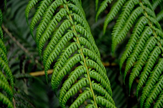 Wet greeny fern leaves
