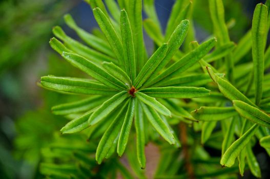 Top tip of fern leaf tree in green forest