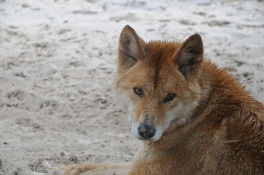 Australian dog Dingo face