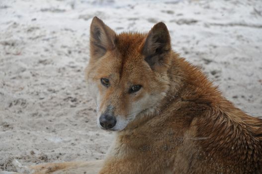 Dingo dog looking eyes contact