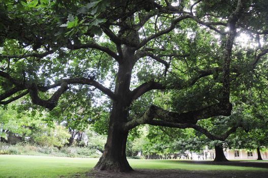 Big oak tree in a garden