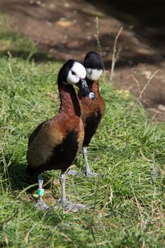 colorful mandarin ducks by the water