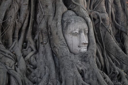 Buddha head inside tree in Ayudhaya Thailand