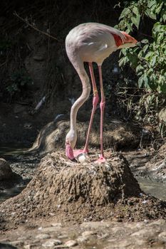 Flamingos with long legs strut around