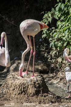 Flamingos with long legs strut around