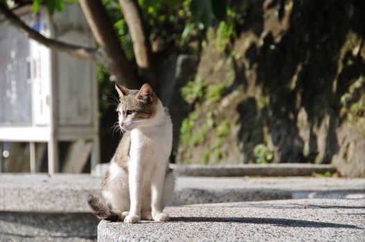 White brown cat look down