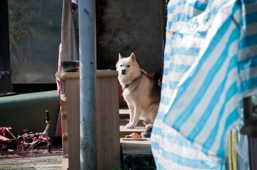 White Shiba dog looking