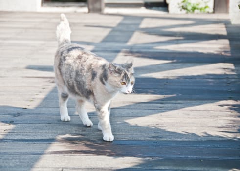 White brown cat walking