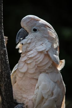 Cockatoo sits in the tree