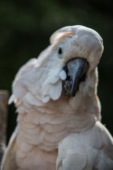 Cockatoo sits in the tree