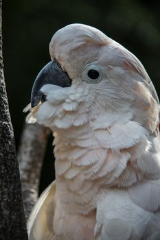 Cockatoo sits in the tree