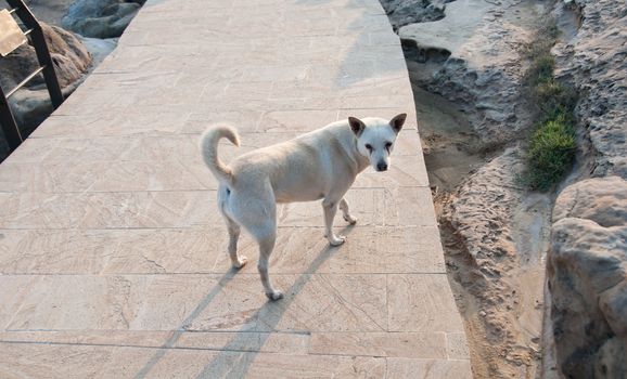 White Taiwanese dog stand