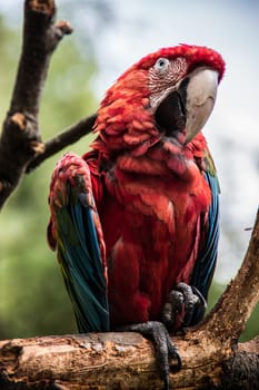 red blue green big parrots from south america