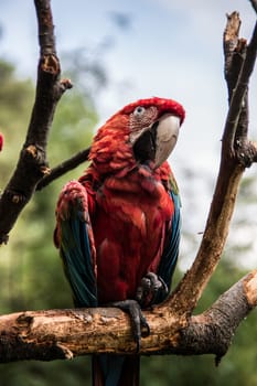 red blue green big parrots from south america