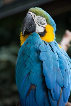 red blue green big parrots from south america