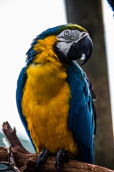 red blue green big parrots from south america