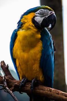 red blue green big parrots from south america