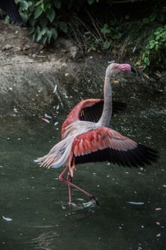 Flamingos with long legs strut around
