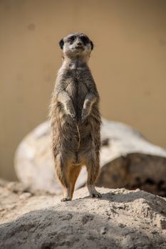 Meerkat playing in the sand