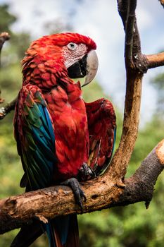 colorful big blue, red, green parrots in the tree