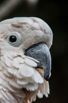 Cockatoo sits in the tree