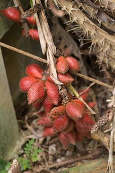 Closeup and Selective Focus of salacca,salak plant,fruit on tree.