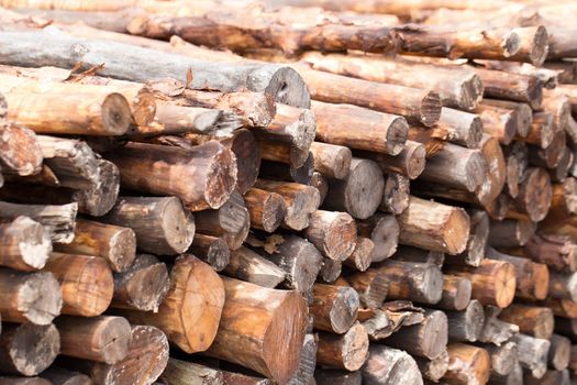 Firewood stacked and prepared for winter Pile of wood logs.