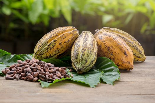 Raw Cocoa beans and cocoa pod on a wooden surface.